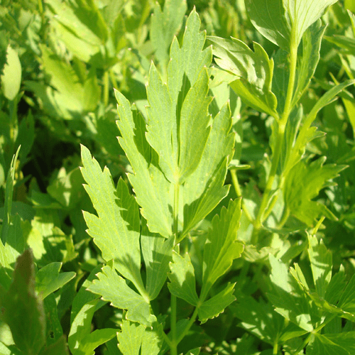 Des images de diff�rentes plantes